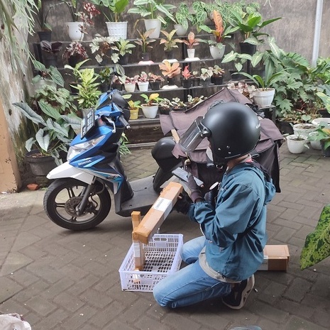 Tanaman Hias Bunga Anturium Cristalium Tanaman Kuping Gajah Mini Berkualitas