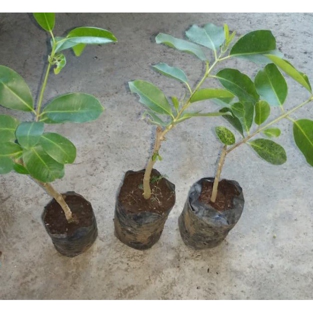 BIBIT JUWET / JAMBLANG TANPA BIJI