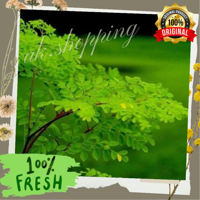 

Daun Kelor Segar 150gr / Fresh Quality