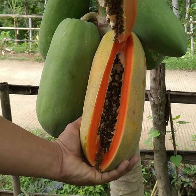 bibit tanaman buah pepaya kates california