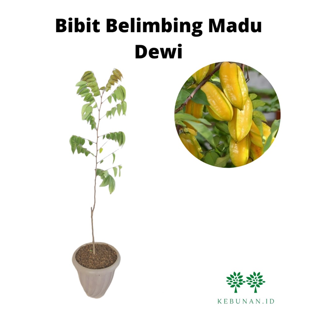 Bibit Belimbing Madu Dewi Jumbo/Bibit Belimbing Manis