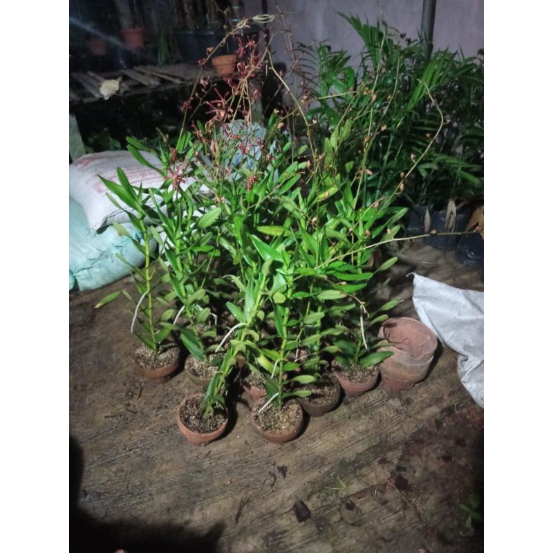 Anggrek Tanah James Story