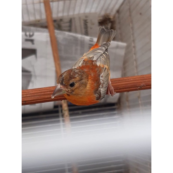 red siskin delute fik sepasang usia 2-3 bln