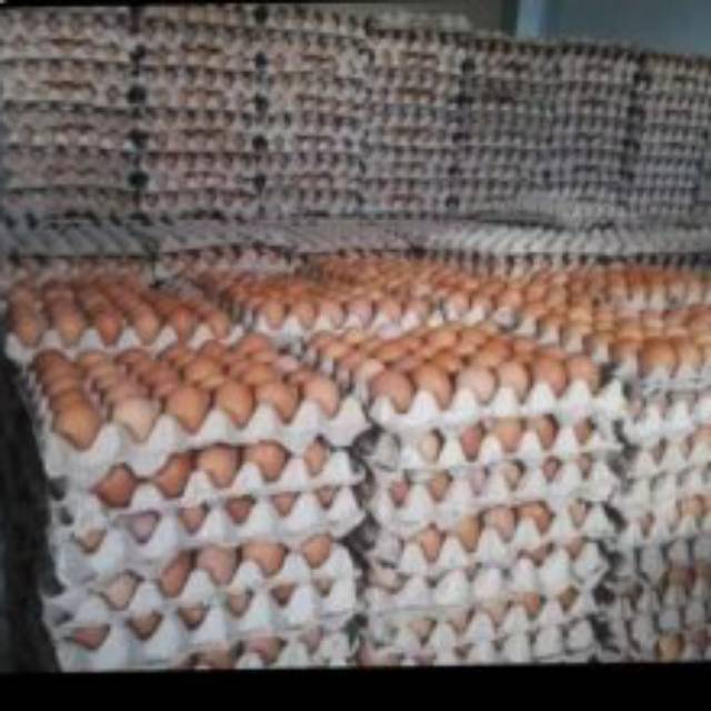 

Telur ayam negri 1 ikat