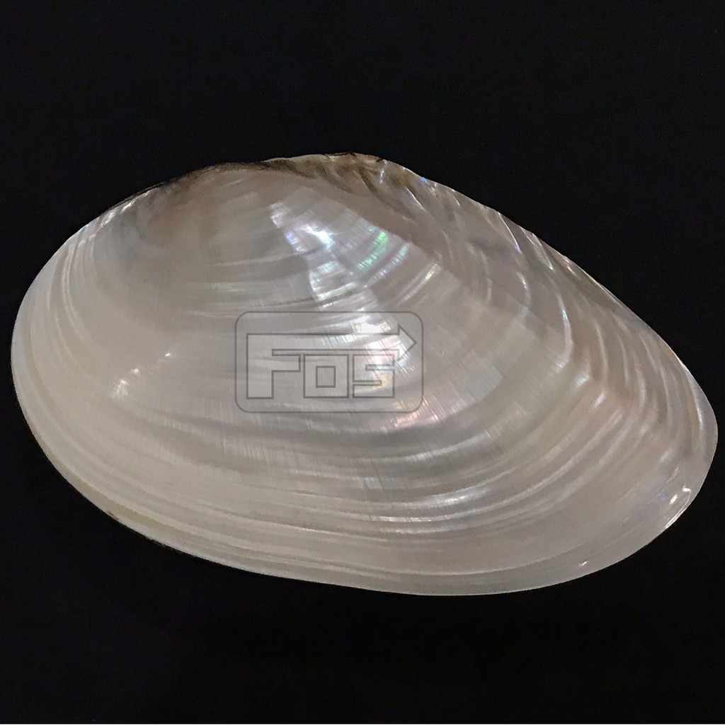 Kotak perhiasan kulit kerang (besar)