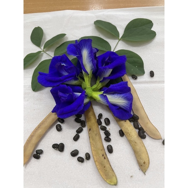 bibit biji bunga telang tumpuk