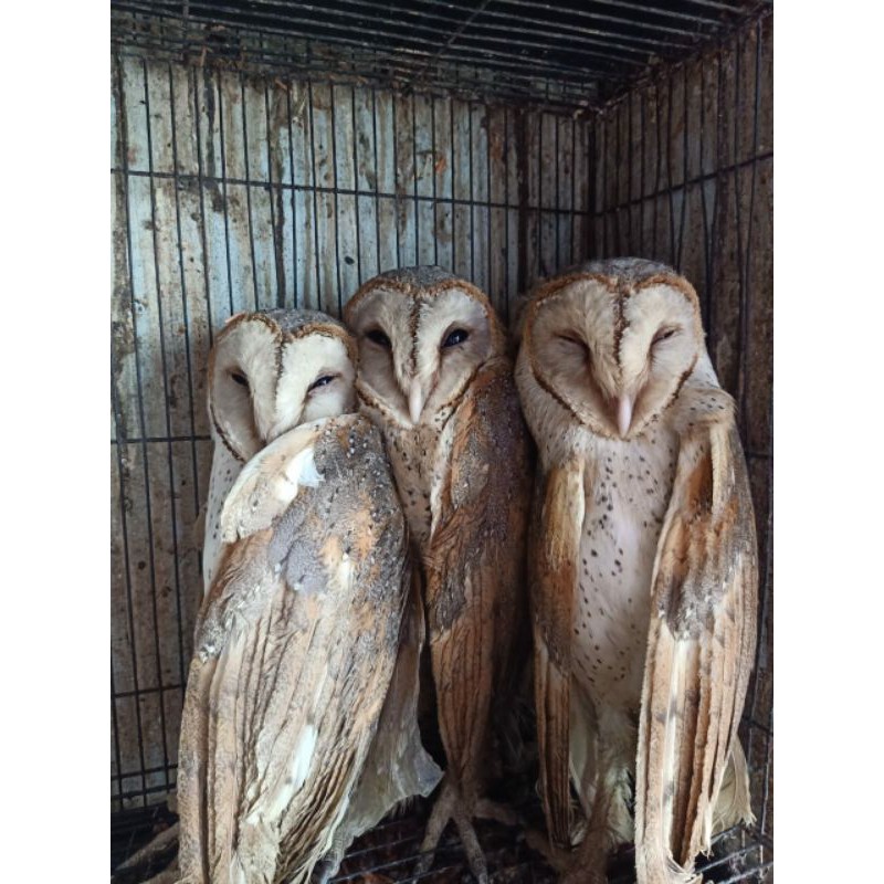 Burung Hantu Tyto Alba Dewasa Indonesia