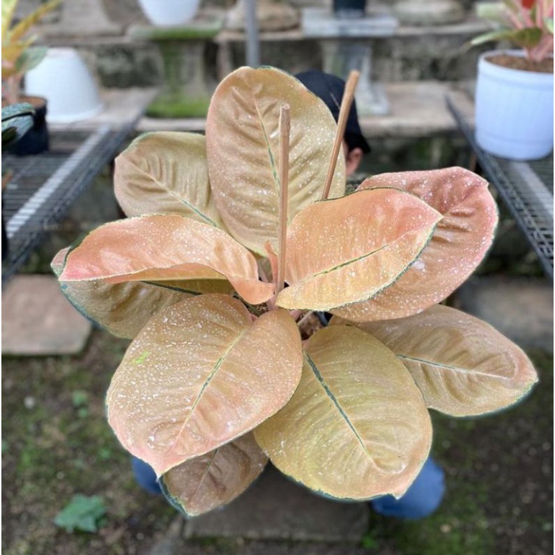 PROMO Bibit Batang Aglonema Monalisa Rare...