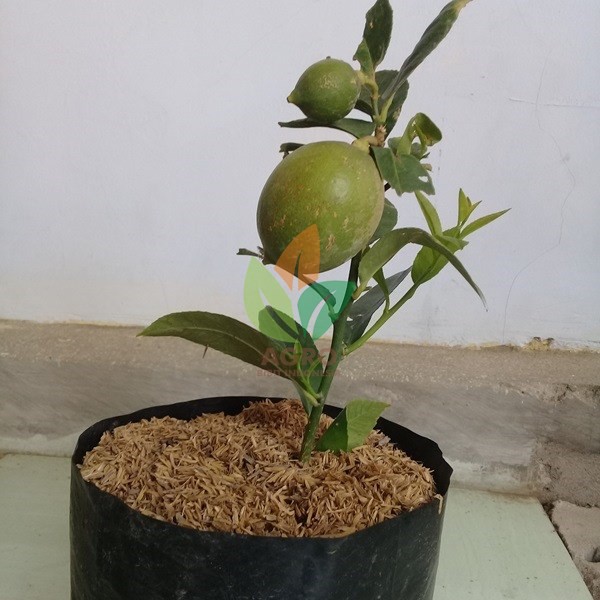 Bibit Jeruk Lemon Lokal Berbuah