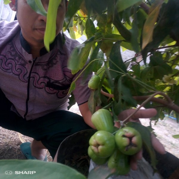 Jambu Air Taiwan Super Green