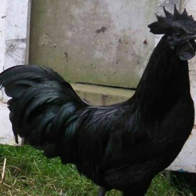 

Daging Ayam Cemani