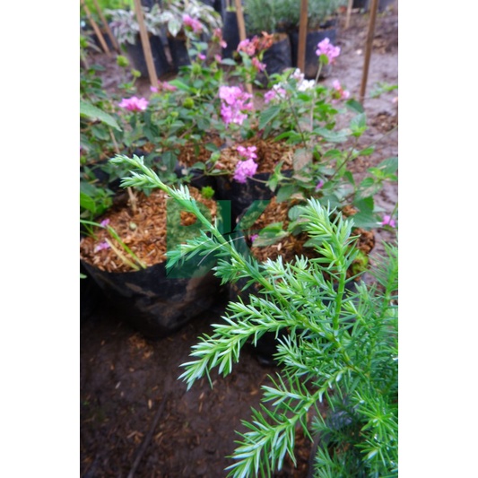 Cemara embun  (Dacrycarpus imbricatus)- Bibit cemara embun halus - BAKUL KEMBANG