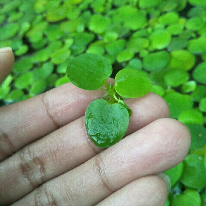 Amazon frogbit tanaman  air apung  tanaman  aquascape 