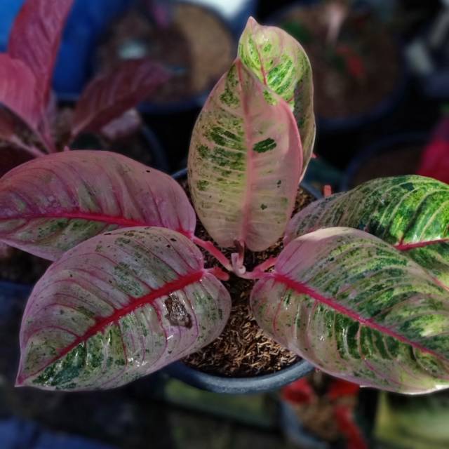 Aglonema Romantic love