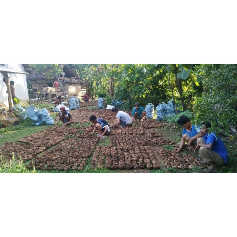 bibit umbi porang 1 kg isi 1&2