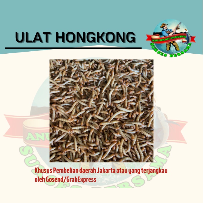 Ulat Hongkong Hidup