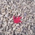 

Kacang Tanah Kacang Kulit Mentah