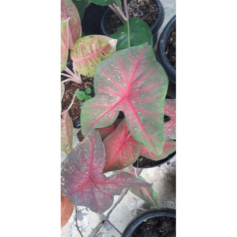 Caladium Mirzani Shopee Indonesia