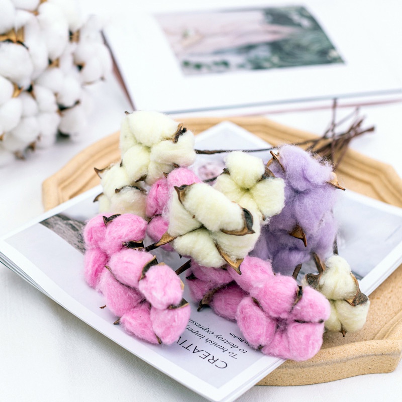 KB15 BUNGA KAPAS KERING / DRIED COTTON FLOWER ECER PER TANGKAI [1KG=171PCS]