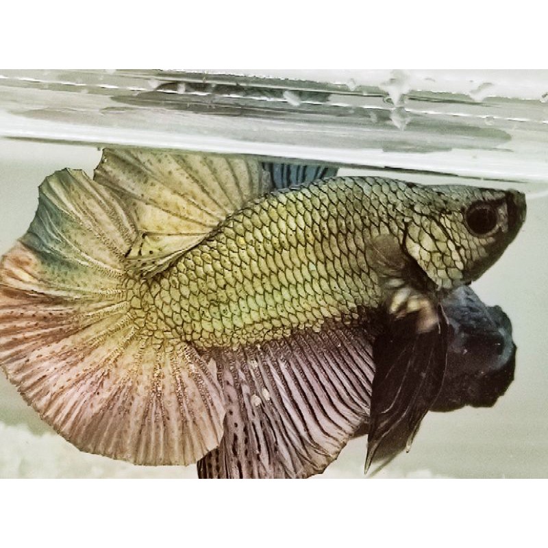 IKAN CUPANG HIAS AVATAR GOLD COPER GRADE A MURAH + FREE OLAHAN KETAPANG SEHARGA 40K