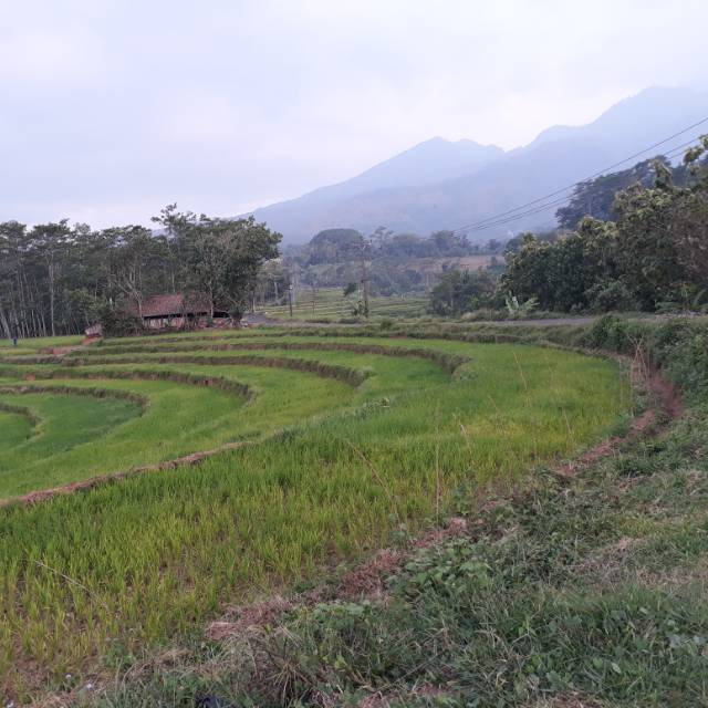 shafasyaifa