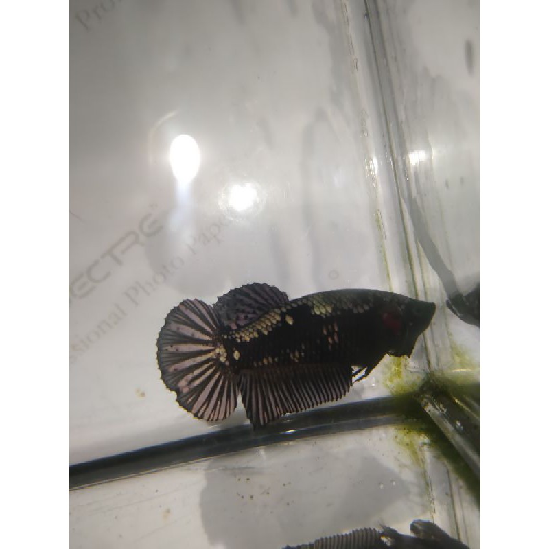 AVATAR COPPER FEMALE (Ikan Cupang)