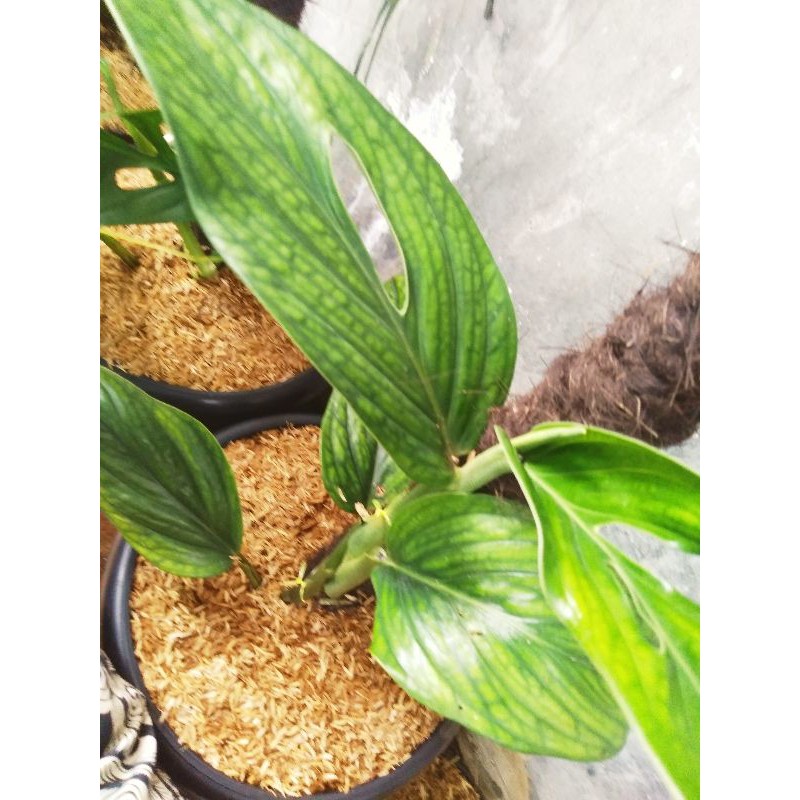 pinatipartita(monstera pinatipartita)