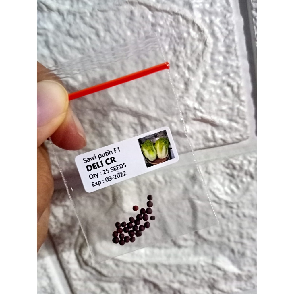 Seledri TALL UTAH (Seledri Batang Besar / Seledri Stik)