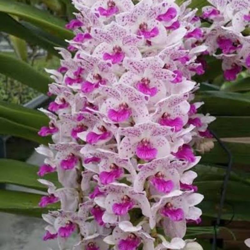 Bibit Anggrek Gigantea Cartoon botolan.