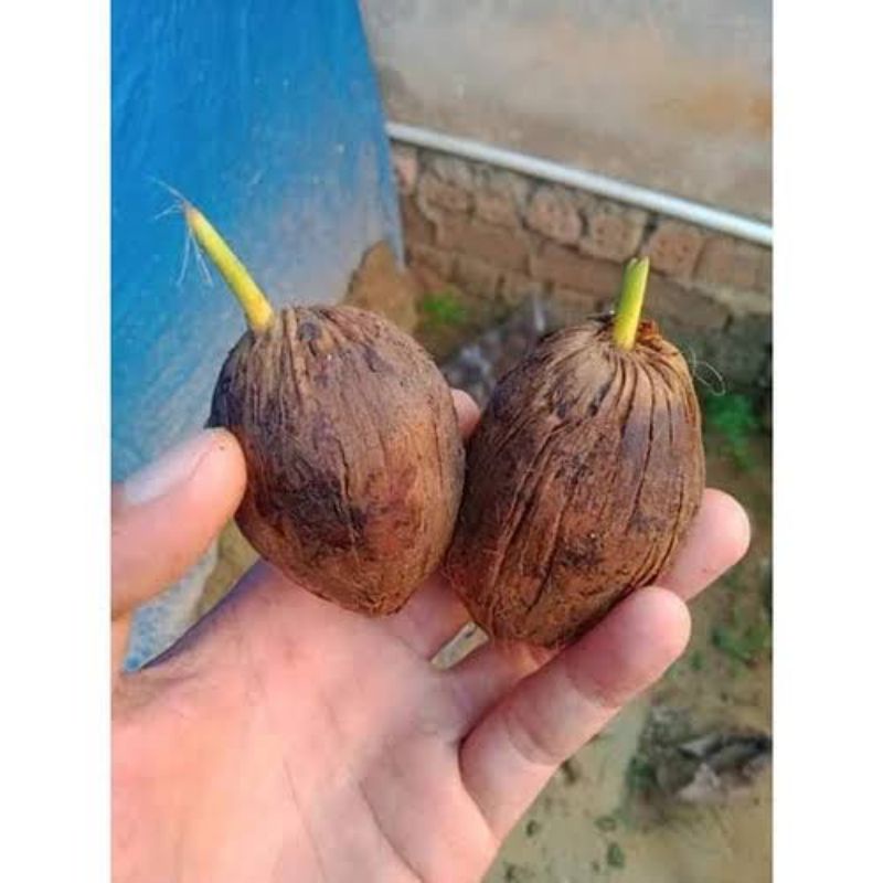 Kecambah pinang betara asli paket 500 biji