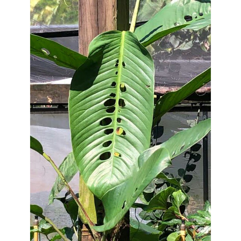 Duda Bolong Tanaman Hias, Raphidopora Megasperma Dewasa