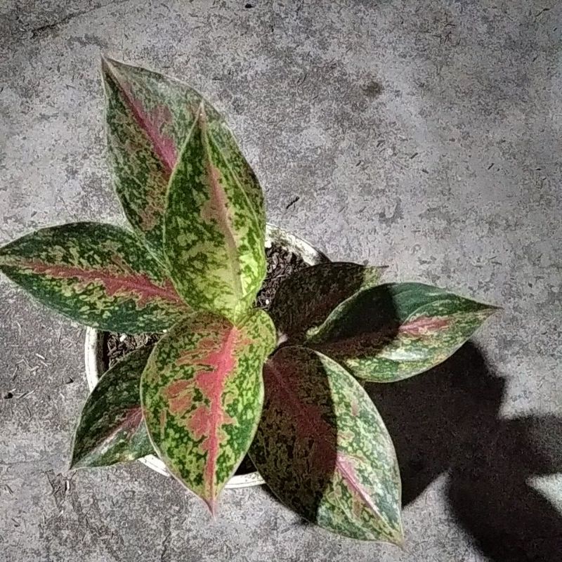 aglonema red striptis
