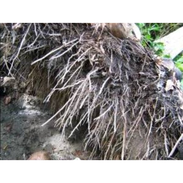

Promo Akar Pohon Kelapa Kering 500 gram