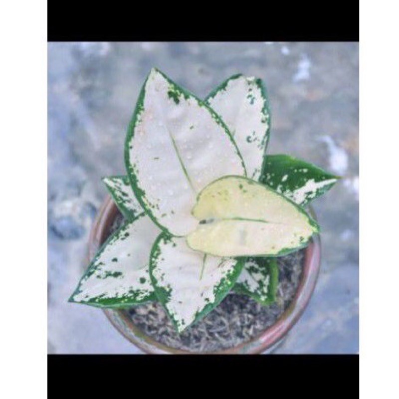 Tanaman hias bunga aglonema/Bonggol aglonema Suksom white