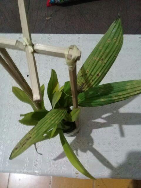 Jual Bibit Anggrek Hutan Liar