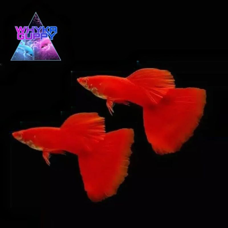 

Ikan Guppy Albino Full Red (AFR)