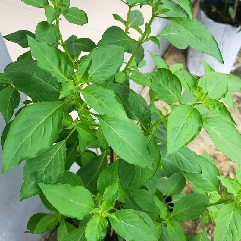 Biji  BENIH KEMANGI LOKAL SUPER  BIBIT SAYURAN LALAPAN DAUN  KOMANGI  Bibit Lalapan BASIL LEMON beni