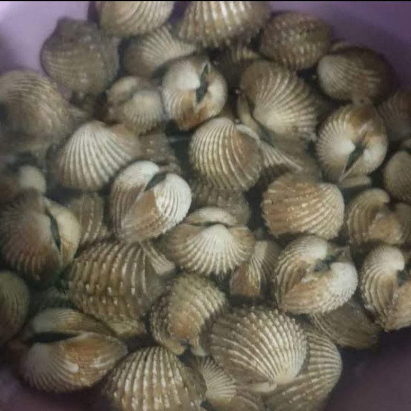 

kerang dara segar