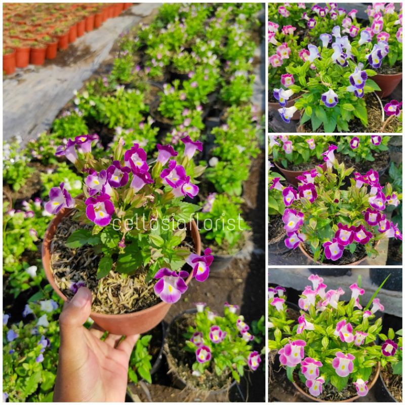 Tanaman Hias Mata Kucing (Pink, Ungu, Biru)