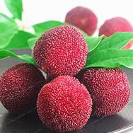 10 biji benih bibit buah yangmei waxberry yamamomo d2n