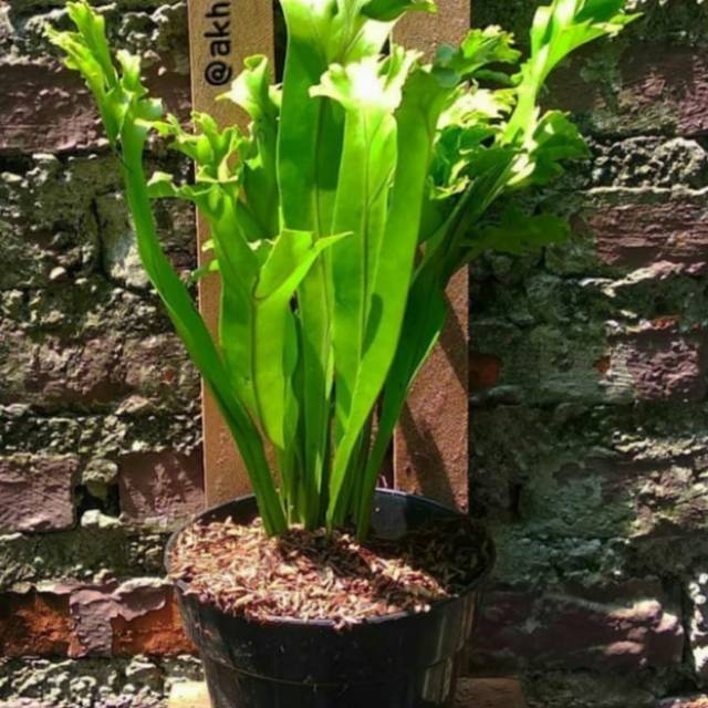 Kadaka Tanduk Rusa - Tanaman Hias Pohon Kadaka Tanah / Kadaka Tanduk Rusa