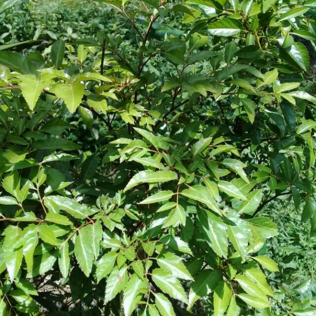 

DAUN BERLANGKAS KEDONGDONG LALAP 1kg