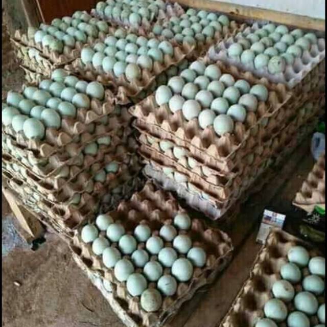 

Telor asin khas Brebes