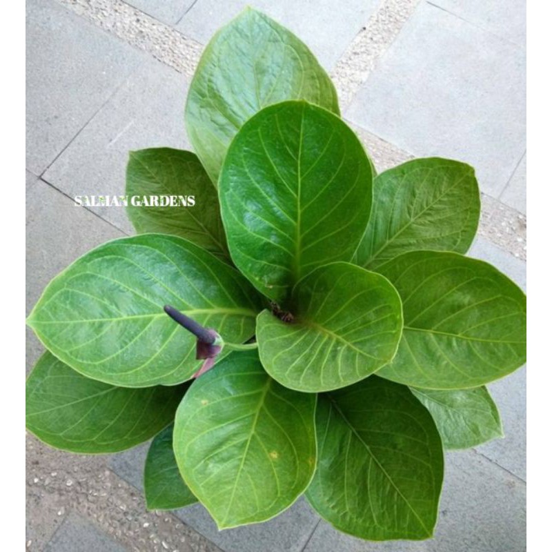 Tanaman hias anthurium jemani cobra - Tanaman antorium jenmani - Anthurium Jenmani Cobra