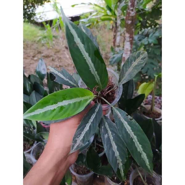 Sismatoglottis sp kalimantan