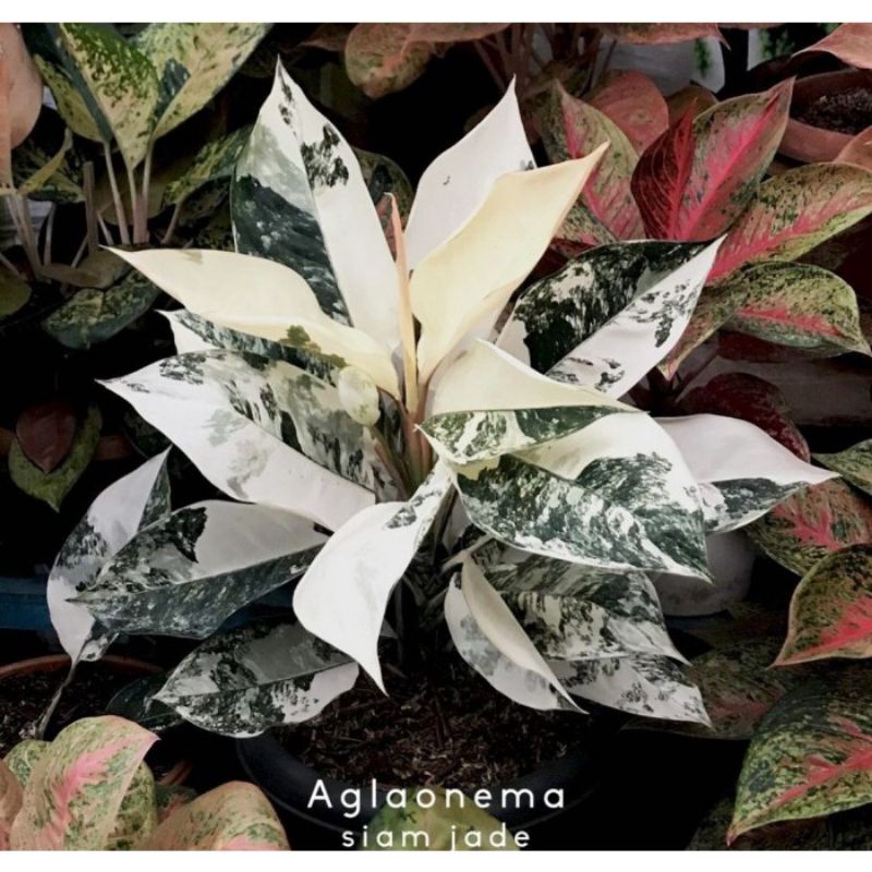 (BISA COD) Aglonema Siam Jade | Bonggol Aglonema Siam Jade
