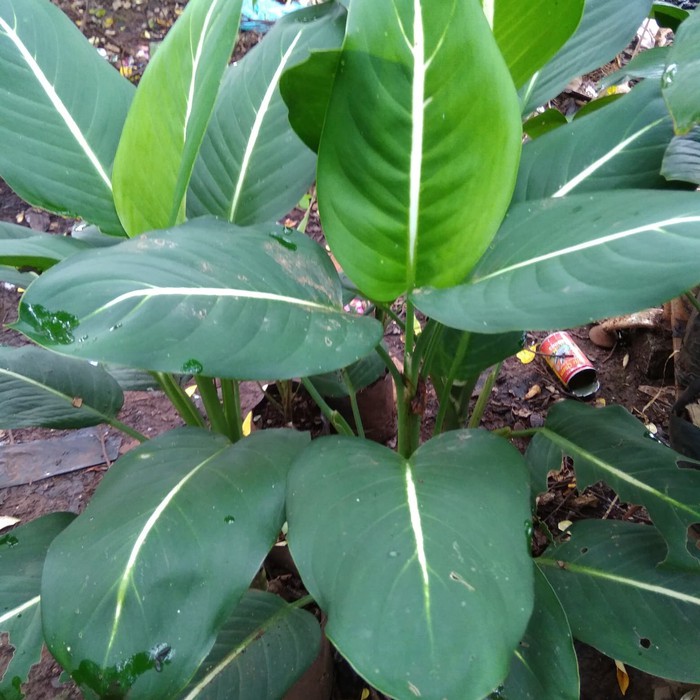 Aglonema Hijau Garis Putih Dewasa - Sri Rezeki