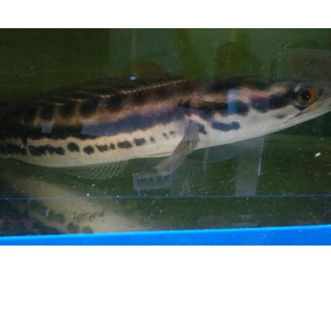 

Paling Dicari|LR14|ikan gabus toman chana toman jumbo sz 20-23 cm