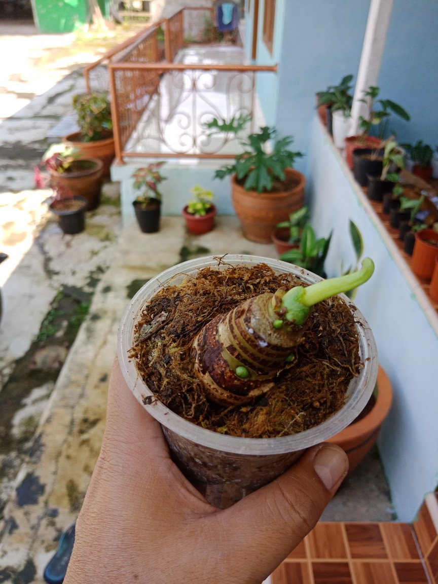 Bonggol Alocasia Watsoniana