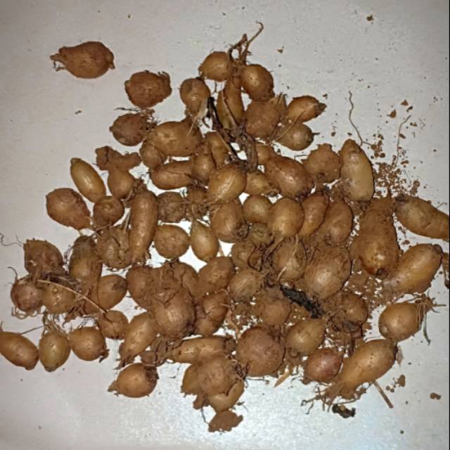 Bibit umbi kentang hitam umbi mini paket 10 pcs